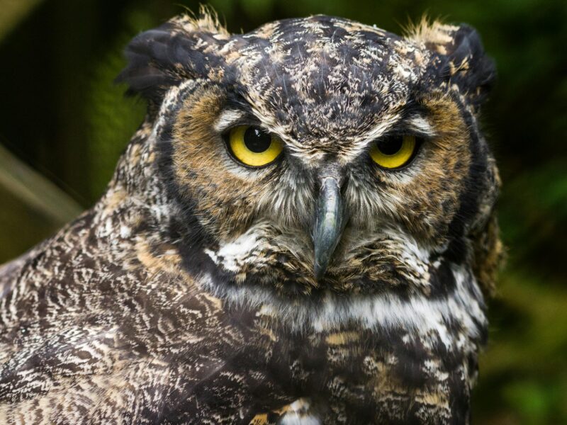 Finding Scholarships with a Helping Talon - Scholarship Owl